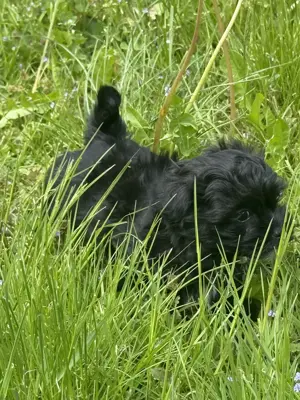 Ab sofort nur noch 1 kleine Maus (Mädchen) frei.... Bild 13