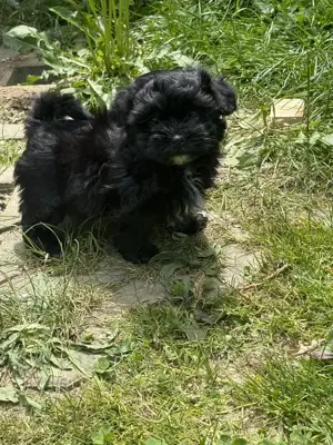 Ab sofort nur noch 1 kleine Maus (Mädchen) frei.... Bild 14