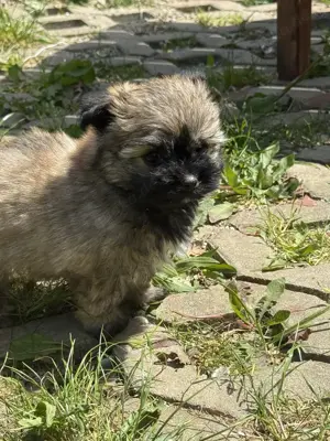 Ab sofort nur noch 1 kleine Maus (Mädchen) frei.... Bild 3