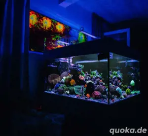 Meerwasser Korallen  Ableger  DNZ   