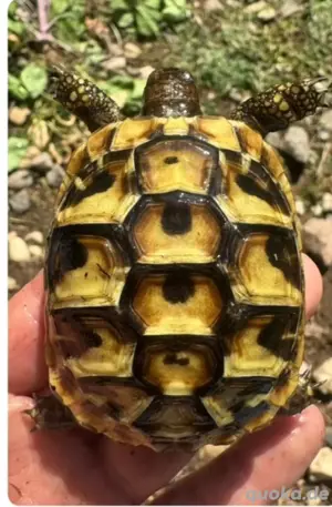 THB Griechische Landschildkröten Nachzuchten 
