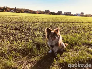 Chihuahua rüde sehr groß