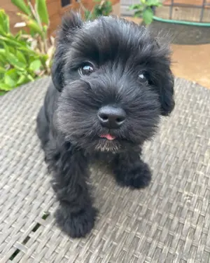 Zwergschnauzer
