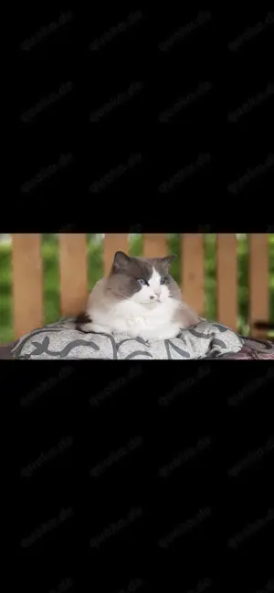 Erfahrener Ragdoll Deckkater mit Stammbaum 