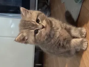 Drei süße Katerchen suchen ein liebevolles Zuhause