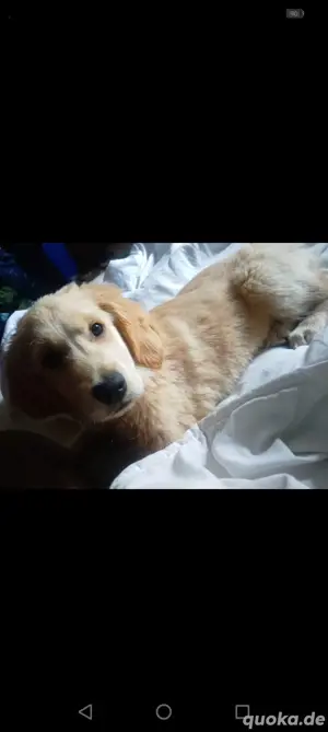 ich suche Wurdgeschwister 19.01.25 Goldie mix