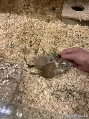 Mongolische Wüstenrennmäuse samt Nagarium