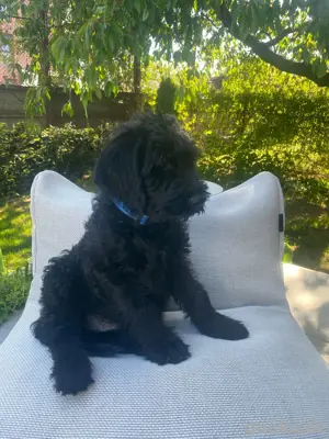 Welpen    Riesenschnauzer mit Goldendoodle 