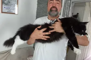 XXL Maine Coon Kitten suchen neues liebevolles Zuhause Bild 10