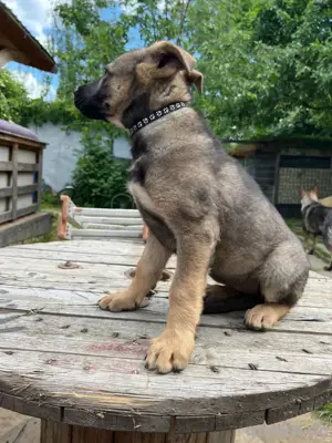 Deutscher Schäferhund