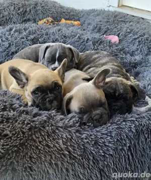 Zwei französische Bulldoggen Welpen suchen noch ein Zuhause
