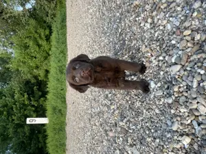 Labrador-Welpen liebevoll in Familienhand aufgezogen   suchen ein Zuhause!