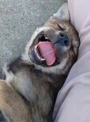 Husky-MIx 6 (geb. 02.2025) lebt im Tierheim in Bosnien und sucht ein Zuhause