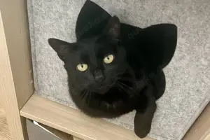 Notfall: Katze Boro such ein neues Zuhause