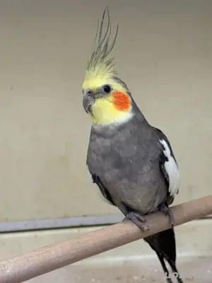 Nymphensittiche 