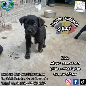 Welpenbub Sully sucht das große Glück!! Vielleicht bei dir?