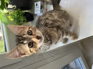 Bengal BKH Mix Kitten
