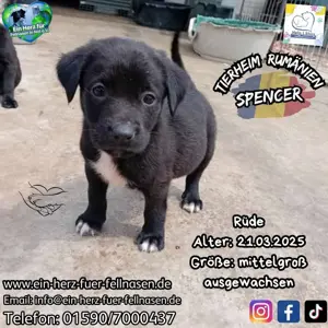 Ich bin der Spencer und ich such ne coole Familie