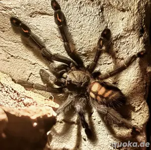 Verschiedene Vogelspinnen aus Hobbyhaltung 
