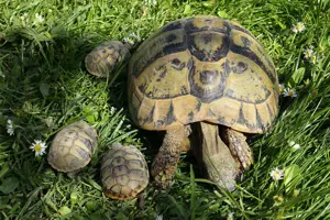 Griechische Landschildkröten, Jungtiere der letzten Jahre, ein Männchen von 1994 Bild 4