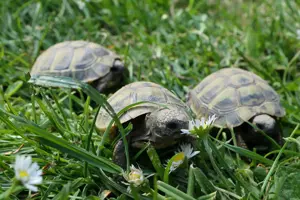 Griechische Landschildkröten, Jungtiere der letzten Jahre, ein Männchen von 1994 Bild 3