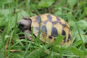 Griechische Landschildkröten, Jungtiere der letzten Jahre, ein Männchen von 1994 Bild 2