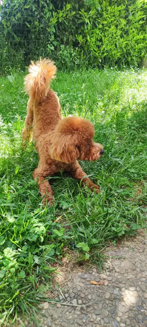 Deckrüde Zwergpudel Toypudel  Pudel Hund Bild 5