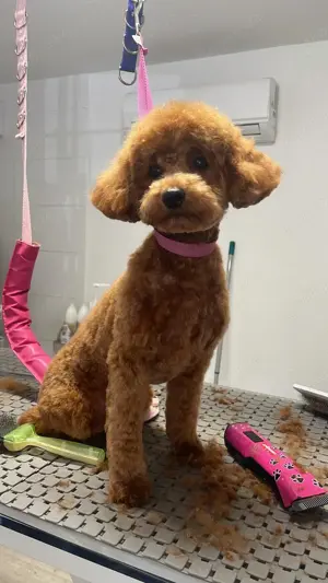 Deckrüde Zwergpudel Toypudel  Pudel Hund Bild 2