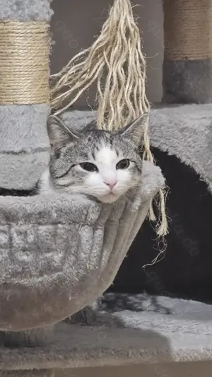 EKH-BKH Mix Kater zu verkaufen 