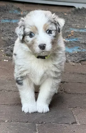 Australian Shepherd Welpen mit Papieren