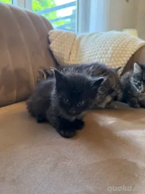 Babykatzen | Kurzhaarkatzen  Bild 3
