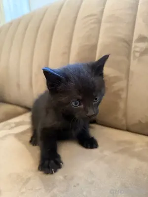 Babykatzen | Kurzhaarkatzen  Bild 2
