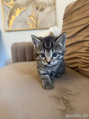 Babykatzen | Kurzhaarkatzen  Bild 5
