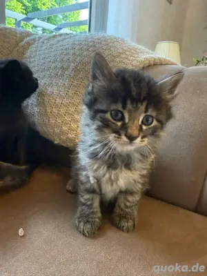 Babykatzen | Kurzhaarkatzen  Bild 4
