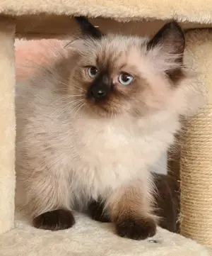 Sibirische Waldkatze Neva Masquarade Kater seal point sucht Kuschelkörbchen