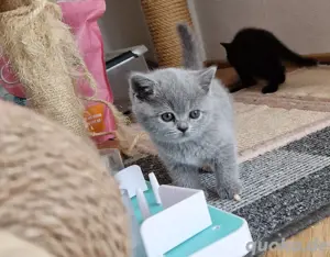 4 Britisch kurzhaar kitten mit Stammbaum 