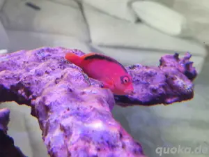 Neocirrhites armatus Feuer Korallenwächter Meerwasser Fisch Tausch mögl