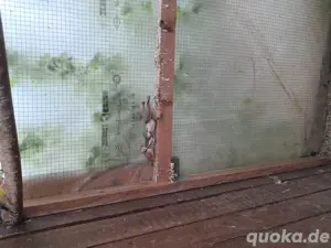 Zebrafinken zum verkaufen 