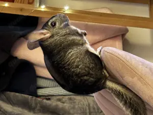 Chinchilla mit kompletten Zubehör 