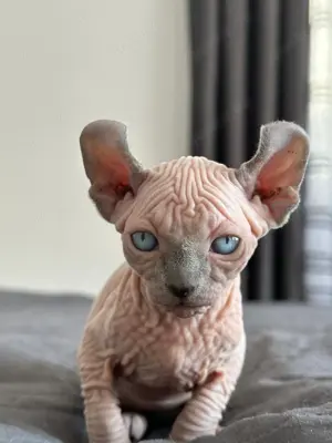 5 Sphynx Elf Kätzchen ab sofort reservierbar
