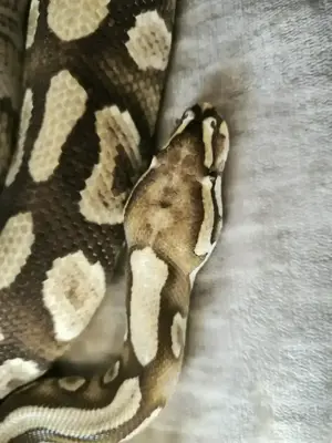0,1 Spotnose Mojave Yellowbelly von 2017