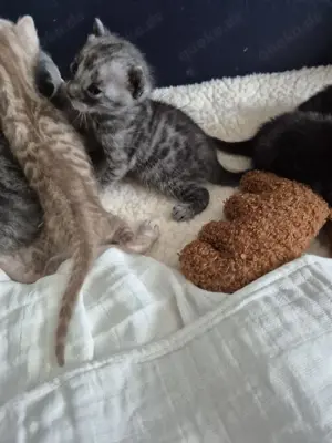 Bengalkatzen in seltenen Farben