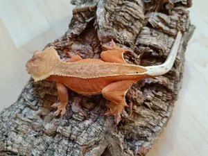 0.1 Red Phantom Pinstripe Correlophus ciliatus Bild 3