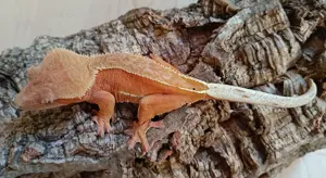 0.1 Red Phantom Pinstripe Correlophus ciliatus Bild 2