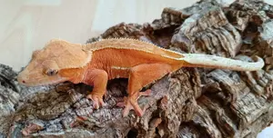 0.1 Red Phantom Pinstripe Correlophus ciliatus Bild 1