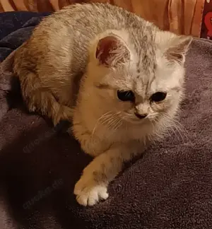 BKH-Kitten, reinrassig Bild 2