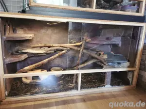 Terrarium 150x60x80 mit Königsphyton Paar abzugeben, wegen Hobbyaufgabe 