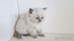 BKH & BLH Britisch kurzhaar langhaar Kitten blue point 