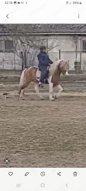 Biete Hilfe bei der Suche nach dem passenden Islandpferd Bild 3