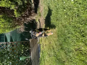 Super süße Australian Shepherd Welpen  Bild 4